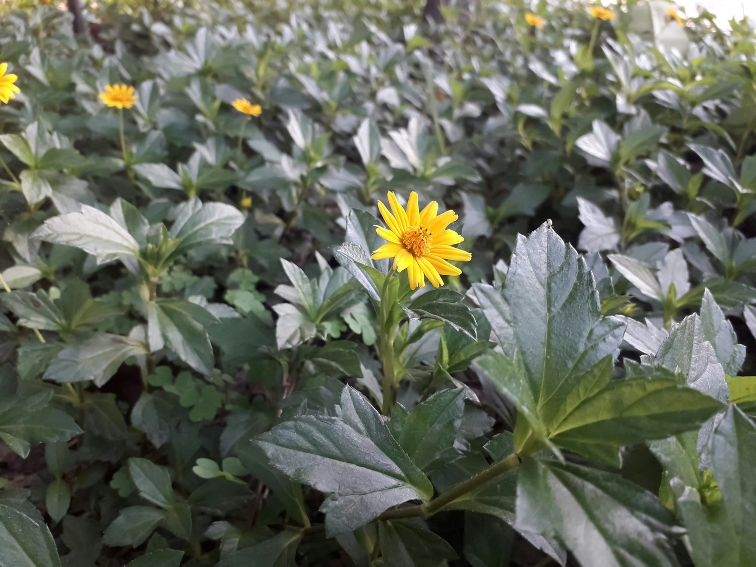 What Is Arnica? A Natural Ally for Pain, Swelling, and Soreness