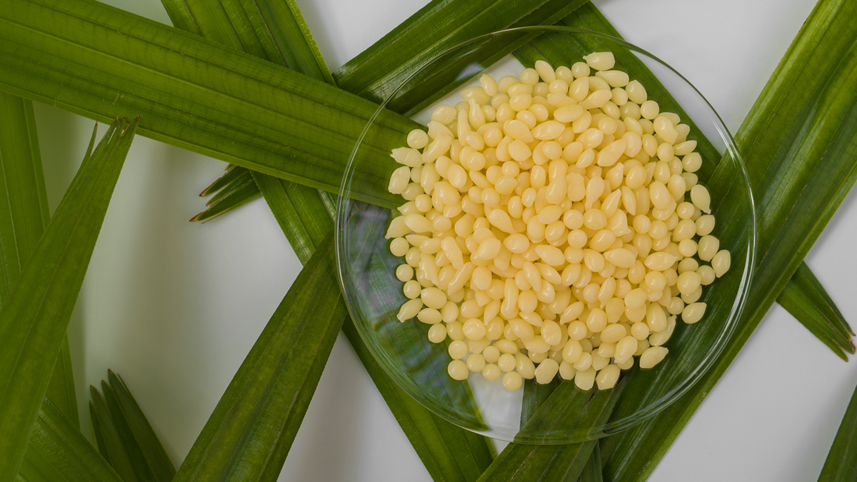 What Is Candelilla Wax? The Plant-Based Wonder Behind Our Balms