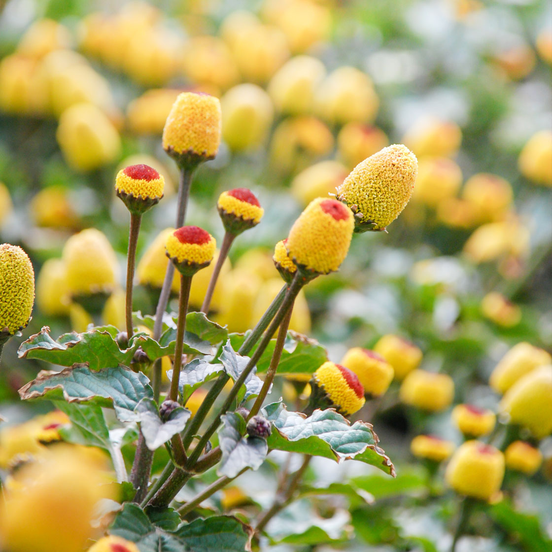 What Is Paracress and Why Is It Called “Nature’s Botox”?
