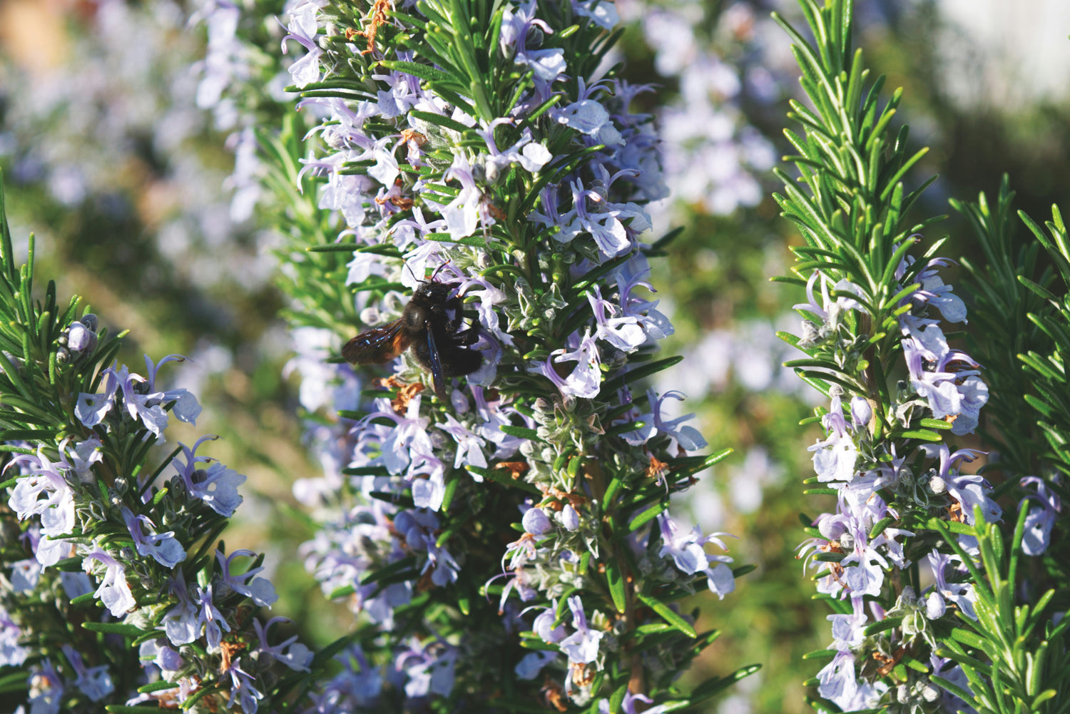 Spring Gardening: Cultivate Growth, Ease Joint Pain, and Embrace Sustainable Self-Care